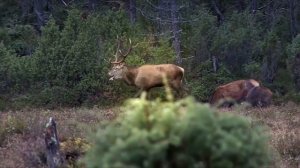 Зимняя охота на лис с манком. Охотничьи приключения в Норвегии (NORDIC WILD HUNTER)