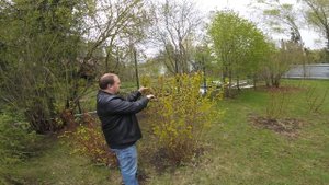 Часть 2. Обрезка пузыреплодник калинолистного