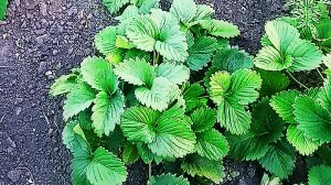 Уход за клубникой после сбора урожая!