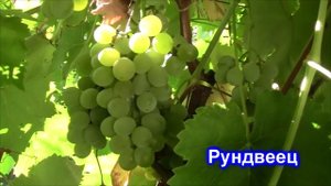 Обзор технических и неукрывных сортов винограда 2017 года.