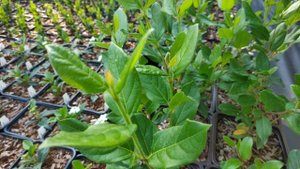 Калина лавролистная