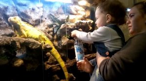 Как ухаживать за игуаной.