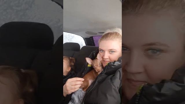 первый день нашего той терьера смотреть онлайн