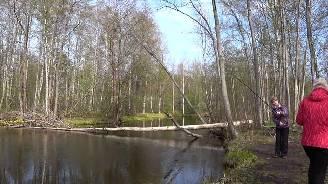 Рыбалка на реке Пионерке. Семейная рыбалка,отдых у воды. Family fishing and relaxation by the river