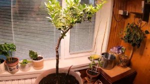 Супер освещение для цитруса