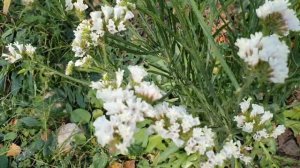 Сухоцветы. ЛИМОНИУМ БОРНТАЛЬСКИЙ