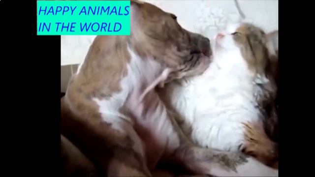 ДОБРЫЕ ЖИВОТНЫЕ | ПРИКОЛЫ С ЖИВОТНЫМИ | GOOD ANIMALS | JOKES WITH ANIMALS смотреть онлайн