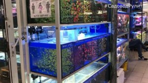 ПТИЧИЙ РЫНОК? на Садоводе. Небольшой обзор. Садовод Рулит!?