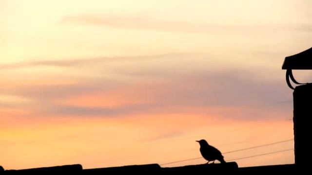 Canon PowerShot SX210 IS Test смотреть онлайн