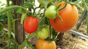 Мои любимые сорта помидоров.