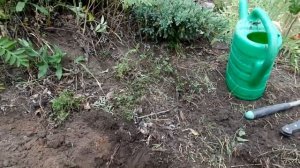 МАЛИНОВОЕ ДЕРЕВО или Ремонтантная малина!? Богатырь и Атлант.Agro-Market Одесса.