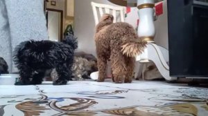 мальтипу_шипу щенки продажа