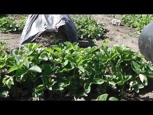 МУЛЬЧИРОВАНИЕ  КЛУБНИКИ. ЧЕМ И КАК  МУЛЬЧИРОВАТЬ КЛУБНИКУ