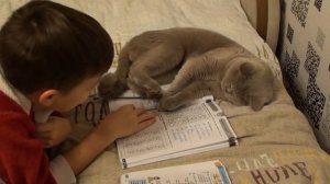 Кот учит уроки         Cat learns lessons