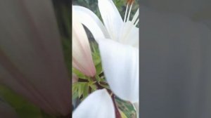 Лилия красотка?