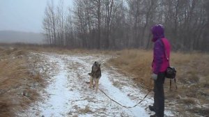 Чеддер. Немецкая овчарка в добрые руки в дар