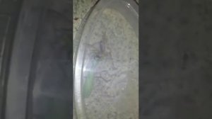 Богомол против фаланги(сальпуга)