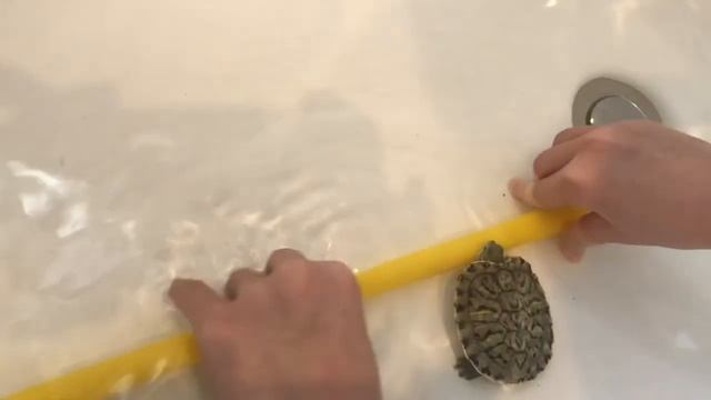 Дрессировка красноухих черепах. Часть 2.