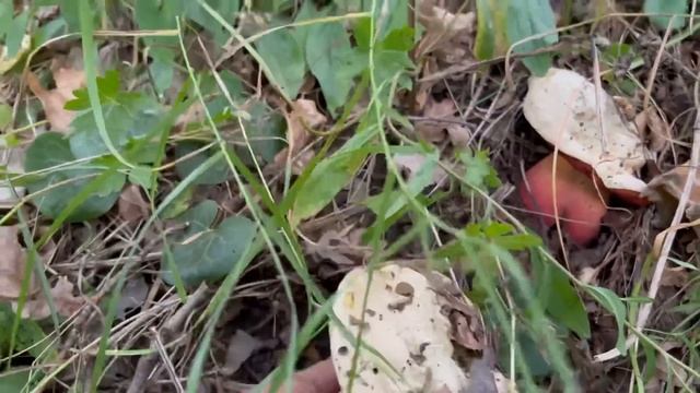 Грибы вскружили голову грибникам ! Мотались весь день и всё таки нашли ИХ ! Грибы 2022 ! смотреть онлайн