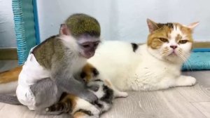 Малышка обезьяна Сьюзи волнуется, чтоб котенок потеряется без мамы кошки