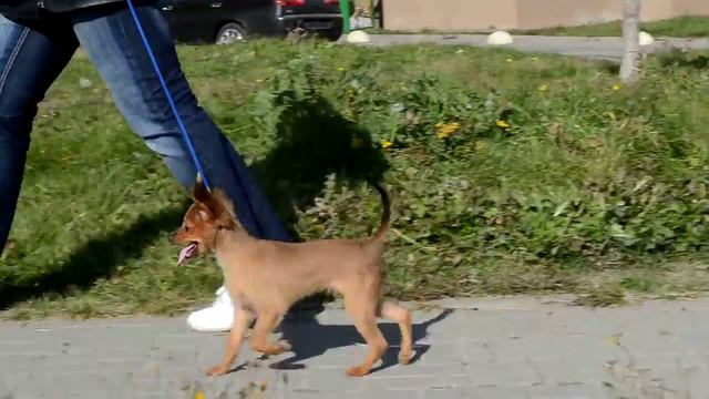 МИЛЫЙ АНГЕЛ ЗАПАХ СТРАСТИ 4 месяца (13) смотреть онлайн