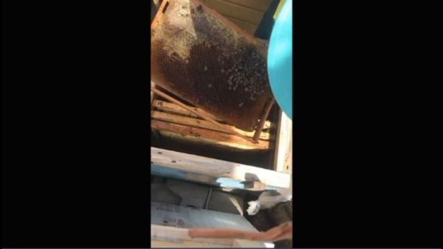 СОКРАЩЕНИЕ СЕМЬИ ПЧЕЛОВОДСТВО Секреты начинающим смотреть онлайн