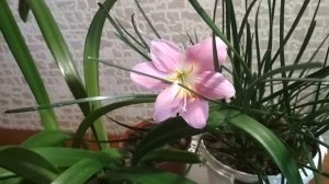 Зефирантес  - уход и цветение в домашних условиях.//Zephyrantes-care and flowering at home.//