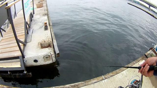 Окунь, на отводной поводок, осенью.