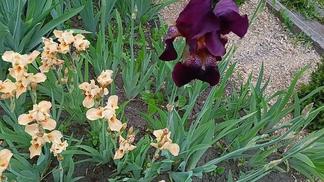 Ирис бородатый Темно-вишневый смотреть онлайн
