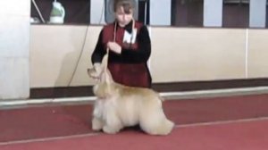 выставка 20.03.11 американский кокер спаниель