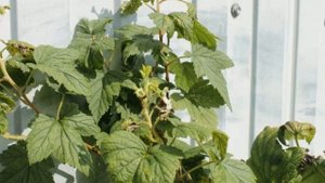 КАК ОБРАБОТАТЬ СМОРОДИНУ ОСЕНЬЮ И ПОЛУЧИТЬ МАКСИМАЛЬНЫЙ УРОЖАЙ