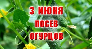 3 июня. Посев огурцов в открытый грунт