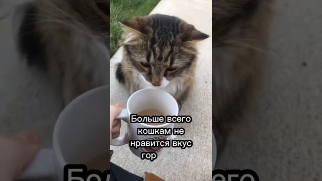 Что вкусно кошке, а что не вкусно?😋 #cat #catsfacts