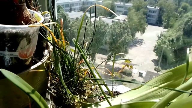 Огляд моїх кімнатних рослин і анонс розіграшу #квіти #plants #розіграш