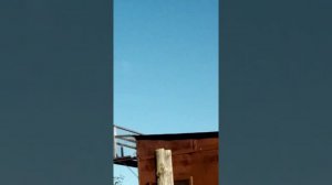 Косаны. Новые голуби, начало..