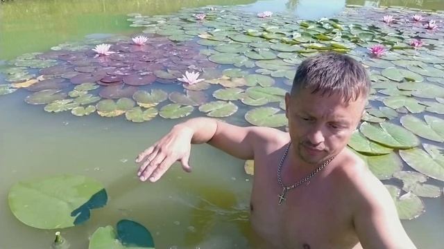 Нимфеи в пруду с рыбой. Хорошо это или плохо. Несколько слов о рыбе. смотреть онлайн