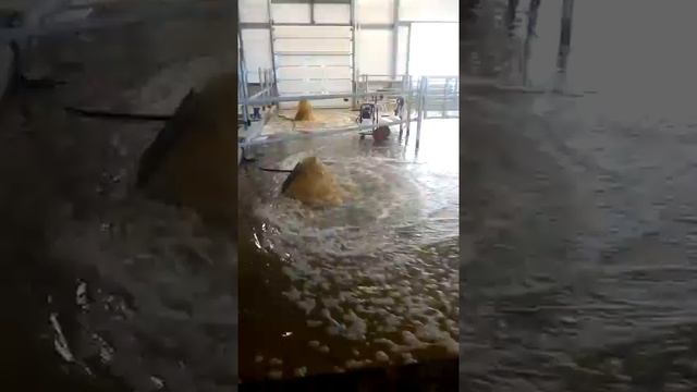 Прикольно амывает.mp4