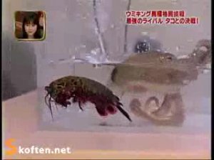 Креветка против осьминога