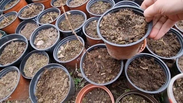 Метельчатая гортензия. Обрезала малышей# гортензии#. смотреть онлайн