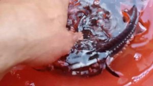 Доставка малька осетра!