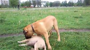 Бульмастиф 6 мес..mp4