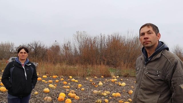 Технология выращивания тыквы. 800 кг сухой семечки с гектара. смотреть онлайн