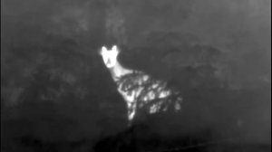 Deer on Pulsar AXION XM30S Thermal Imaging Scope