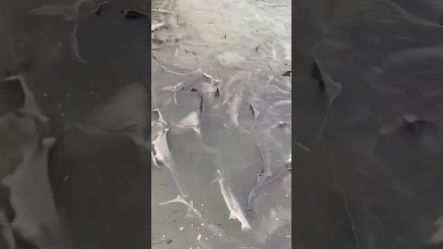 Осетр белуга веслонос смотреть онлайн