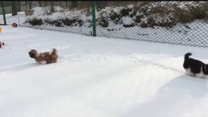 Щенки Ши-тцу. Прогулка. Первый снег