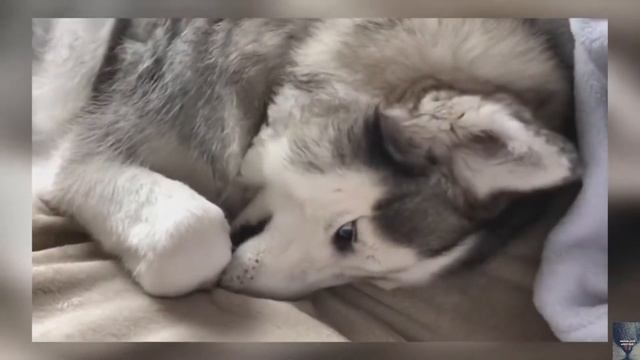 Огромный паук в лифте-прикол смотреть онлайн