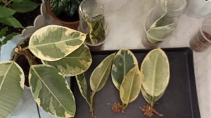 Фикус Тинеке. Пересадка укоренившихся черенков в грунт.