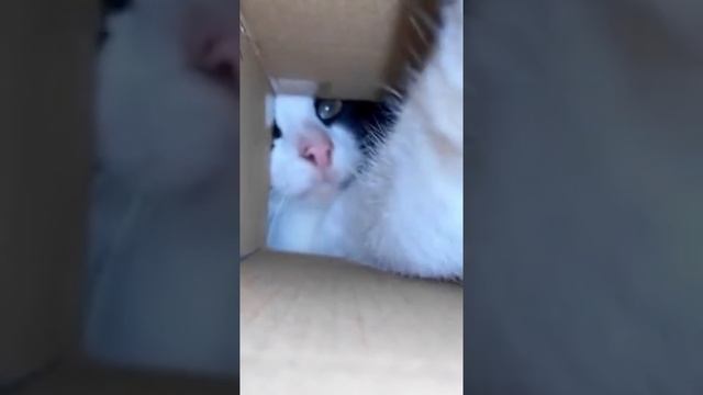 Смешные котейки