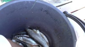 Есть рыба на Иссык-Куле или нет её??? Смотрим!