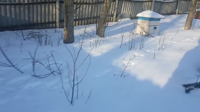 Непрошеные гости в огороде. смотреть онлайн